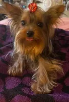 Tink, a female Yorkshire Terrier for sale in Spring Hill, FL – 2 of 4