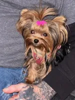 Tink, a female Yorkshire Terrier for sale in Spring Hill, FL – 4 of 4