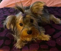 Missy, a female Yorkshire Terrier for sale in Spring Hill, FL – 2 of 4