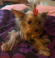 Tink, a female Yorkshire Terrier for sale in Spring Hill, FL – 3 of 4