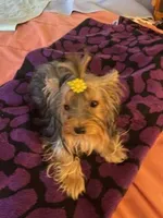 Princess, a female Yorkshire Terrier for sale in Spring Hill, FL – 3 of 3