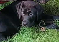 Puppy, a male Labrador Retriever for sale in Limestone, ME – 6 of 8