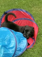 Puppy, a female Labrador Retriever for sale in Limestone, ME – 3 of 7