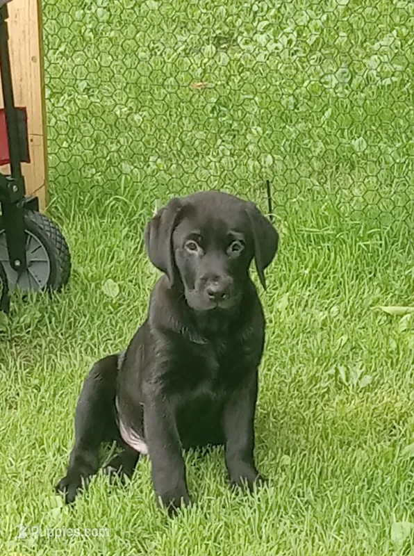 Puppy – Labrador Retriever puppy for sale in Limestone, ME