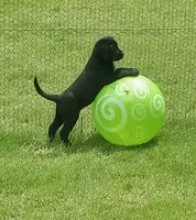 Puppy, a female Labrador Retriever for sale in Limestone, ME – 7 of 7