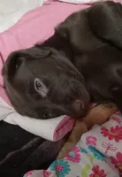 Puppy, a female Labrador Retriever for sale in Limestone, ME – Photo 4 of 4