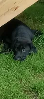 Puppy, a female Labrador Retriever for sale in Limestone, ME – 4 of 7