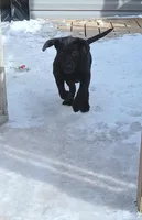 Puppy, a female Labrador Retriever for sale in Limestone, ME – Photo 2 of 5