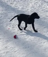 Puppy, a female Labrador Retriever for sale in Limestone, ME – Photo 3 of 5