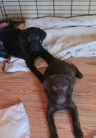 Puppy, a female Labrador Retriever for sale in Limestone, ME – Photo 4 of 6