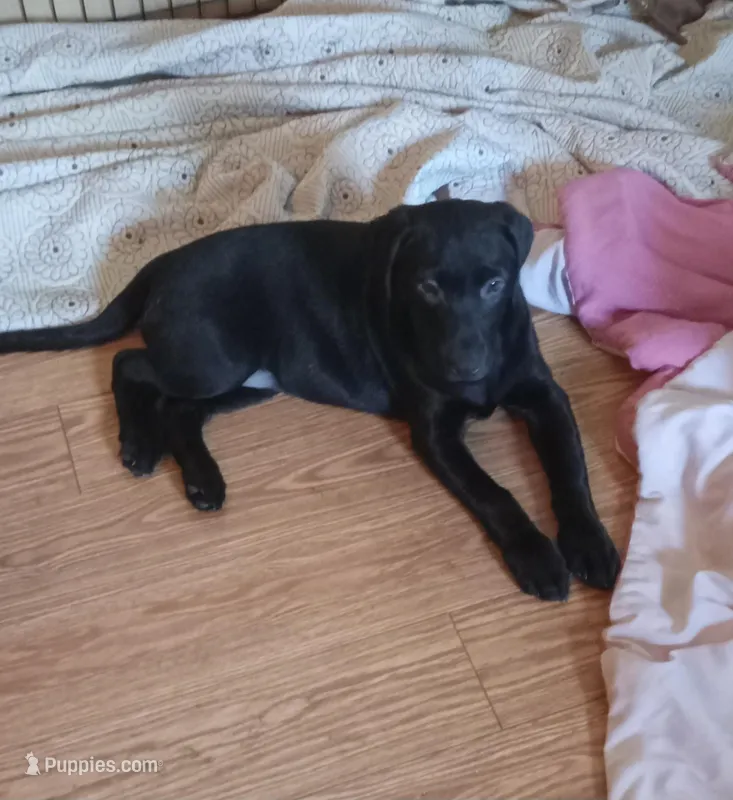 Puppy – Labrador Retriever puppy for sale in Limestone, ME