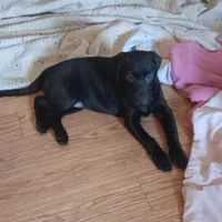 Puppy, a female Labrador Retriever for sale in Limestone, ME – Photo 1 of 5