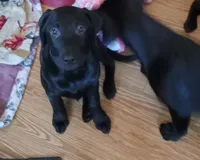 Puppy, a female Labrador Retriever for sale in Limestone, ME – Photo 5 of 5