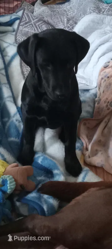 Puppy – Labrador Retriever puppy for sale in Limestone, ME