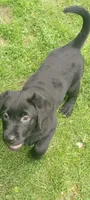 Puppy, a female Labrador Retriever for sale in Limestone, ME – 5 of 7