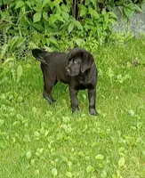 Puppy, a male Labrador Retriever for sale in Limestone, ME – 8 of 8