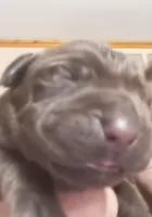 Puppy, a male Labrador Retriever for sale in Limestone, ME – Photo 3 of 5