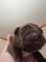 Puppy, a male Labrador Retriever for sale in Limestone, ME – Photo 5 of 5