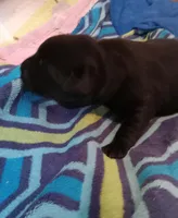 Puppy, a male Labrador Retriever for sale in Limestone, ME – Photo 4 of 5