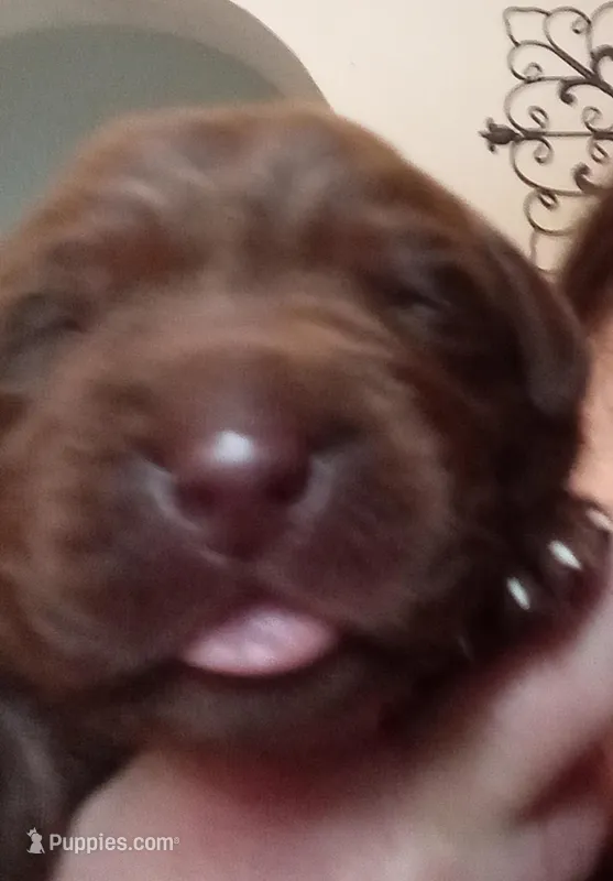 Puppy – Labrador Retriever puppy for sale in Limestone, ME