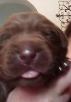 Puppy, a male Labrador Retriever for sale in Limestone, ME – Photo 1 of 5