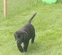 Puppy, a male Labrador Retriever for sale in Limestone, ME – 5 of 8