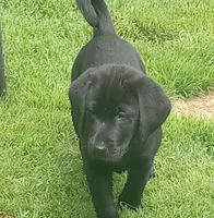 Puppy, a male Labrador Retriever for sale in Limestone, ME – 3 of 8