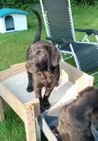 Puppy, a female Labrador Retriever for sale in Limestone, ME – 2 of 7