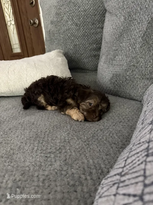 Princess – Cavapoo puppy for sale in Palmdale, CA