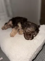 Princess, a female Cavapoo for sale in Palmdale, CA – Photo 2 of 3