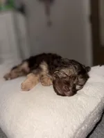 Princess, a female Cavapoo for sale in Palmdale, CA – Photo 3 of 3