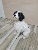 Max, a male Cavapoo for sale in New Woodstock, NY – Photo 6 of 6