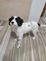 Max, a male Cavapoo for sale in New Woodstock, NY – Photo 5 of 6