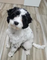 Max, a male Cavapoo for sale in New Woodstock, NY – Photo 3 of 6