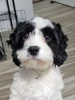 Max, a male Cavapoo for sale in New Woodstock, NY – Photo 1 of 6