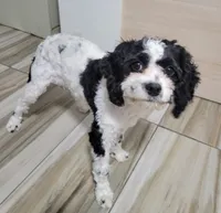 Lucky, a male Cavapoo for sale in New Woodstock, NY – Photo 4 of 5