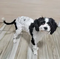 Lucky, a male Cavapoo for sale in New Woodstock, NY – Photo 3 of 5