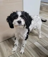 Lucky, a male Cavapoo for sale in New Woodstock, NY – Photo 5 of 5