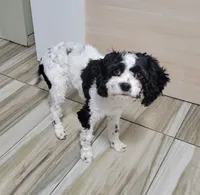 Lucky, a male Cavapoo for sale in New Woodstock, NY – Photo 2 of 5