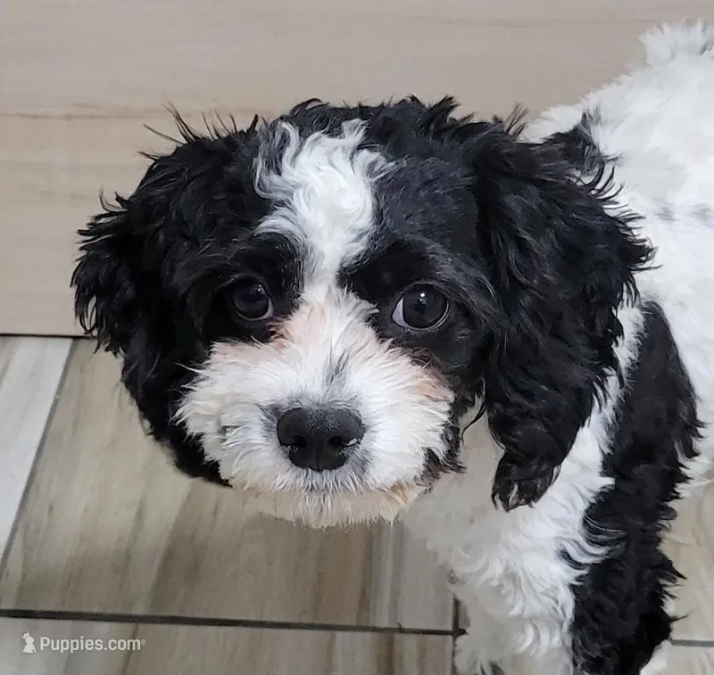Lucky – Cavapoo puppy for sale in New Woodstock, NY