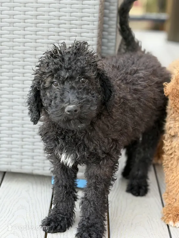 Diesel – Poodle - Standard  puppy for sale in Dacula, GA