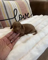 Bruno, a male Poodle - Standard  for sale in Dacula, GA – Photo 1 of 6