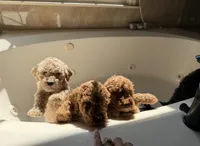 Bruno, a male Poodle - Standard  for sale in Dacula, GA – Photo 4 of 6