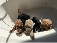 Bruno, a male Poodle - Standard  for sale in Dacula, GA – Photo 2 of 6