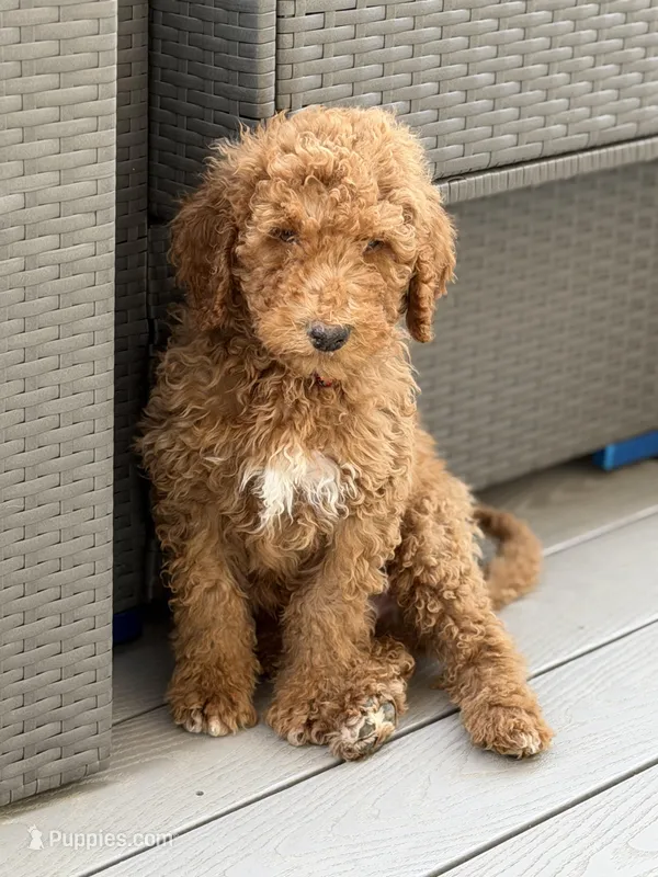 Bruno – Poodle - Standard  puppy for sale in Dacula, GA