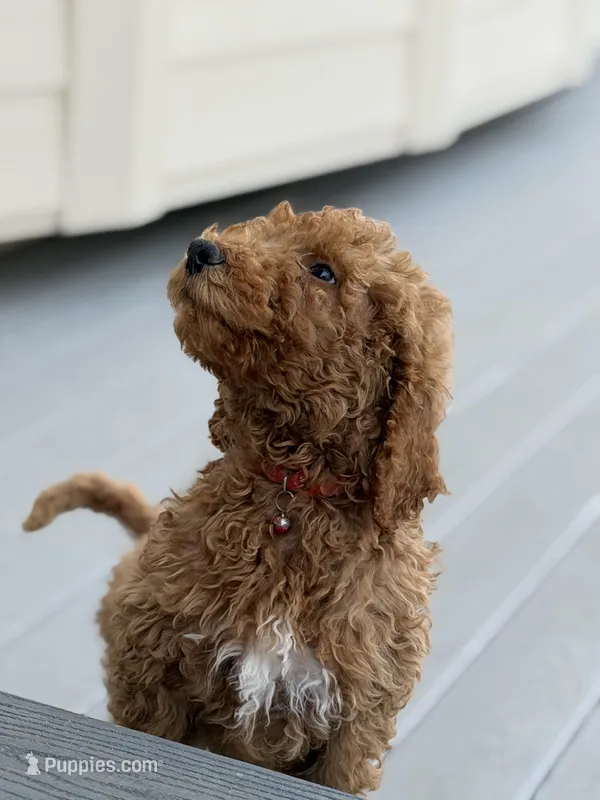 Bear – Poodle - Standard  puppy for sale in Dacula, GA