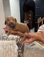 Bear, a male Poodle - Standard  for sale in Dacula, GA – Photo 1 of 6