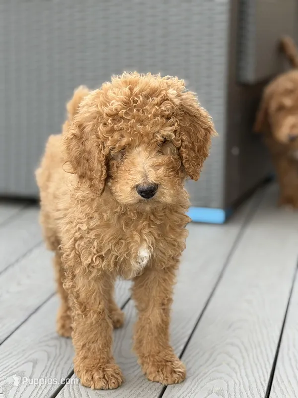 Mocha – Poodle - Standard  puppy for sale in Dacula, GA