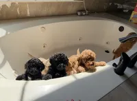 Atlas, a male Poodle - Standard  for sale in Dacula, GA – Photo 2 of 5