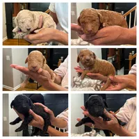 Atlas, a male Poodle - Standard  for sale in Dacula, GA – Photo 5 of 5